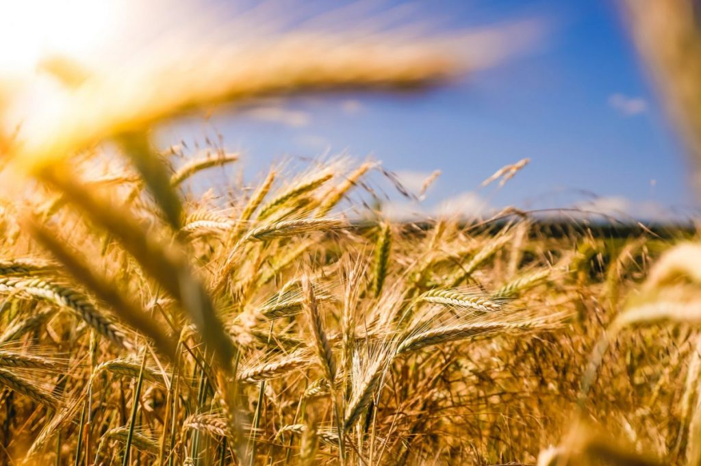 brown wheat field