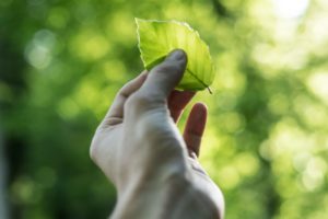 person showing green leaf