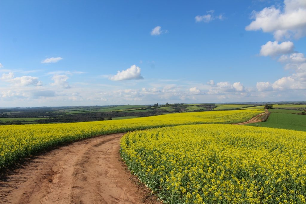 pathway between yellow flower field