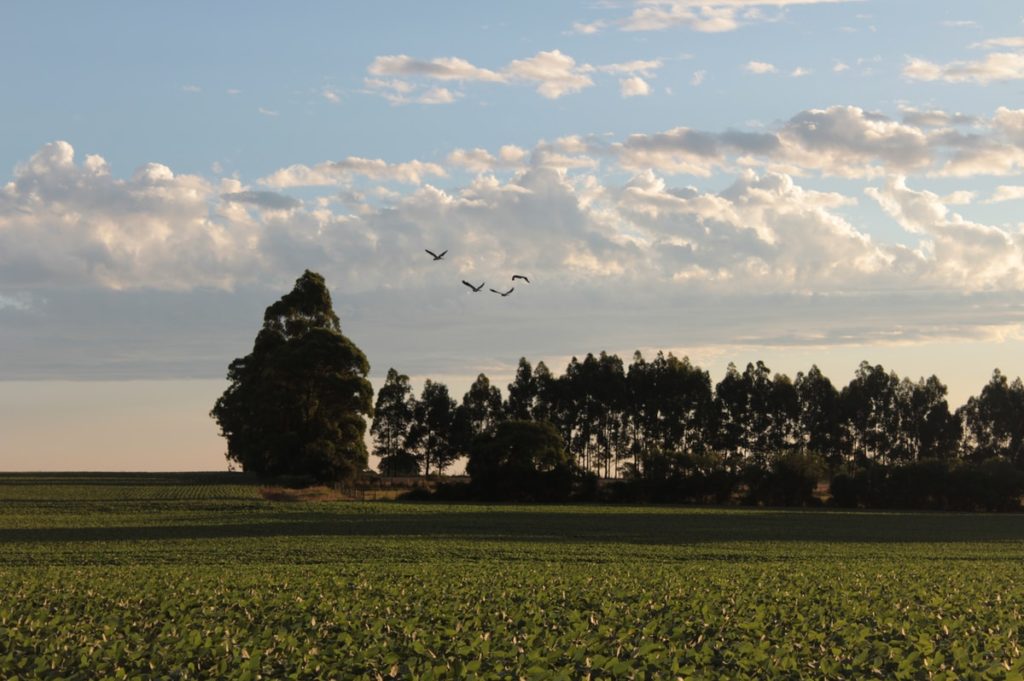 green grass field with trees under white clouds and blue sky during daytime